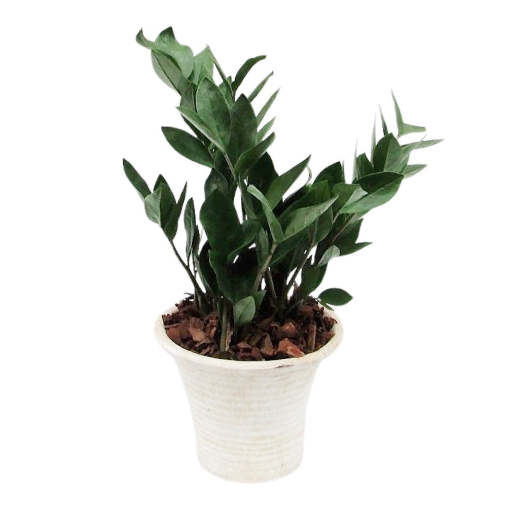 Zamioculcas zamiifolia 45cm 20cm Pot