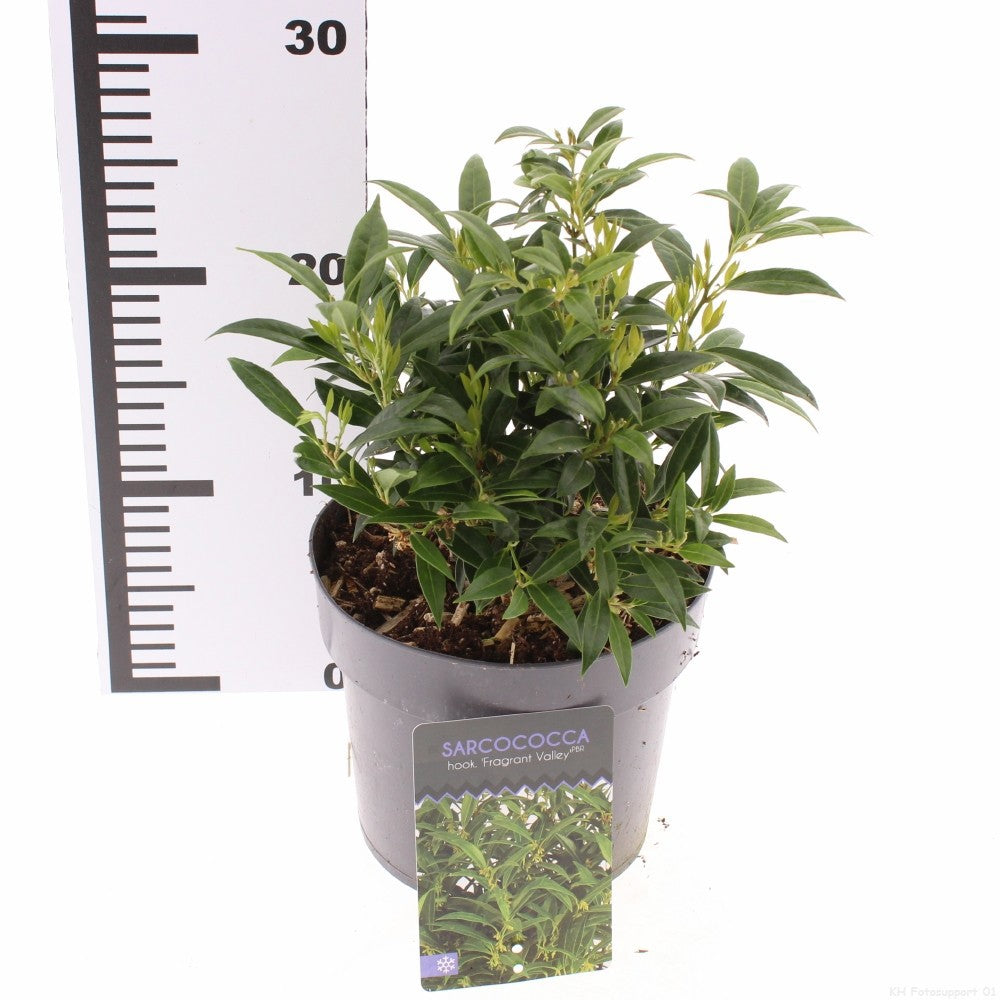 Sarcococca hookeriana mix 40cm 17cm Pot