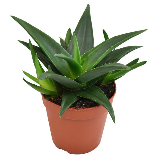Haworthia West Jogoo 17cm 12cm Pot