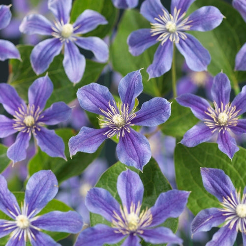 Clematis Arabella 65cm 15cm Pot