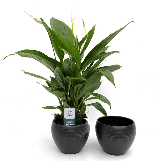 Spathiphyllum Bingo cupido (+ drp.Bolpot zwart) 70cm 17cm Pot