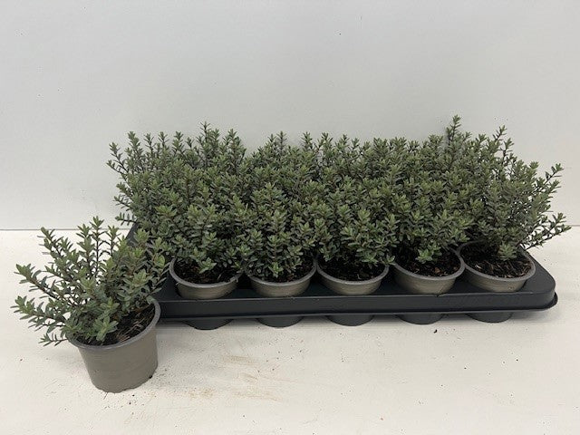 Boomkw. R. Wijsman VOF Hebe pimeleoides Pack of 18