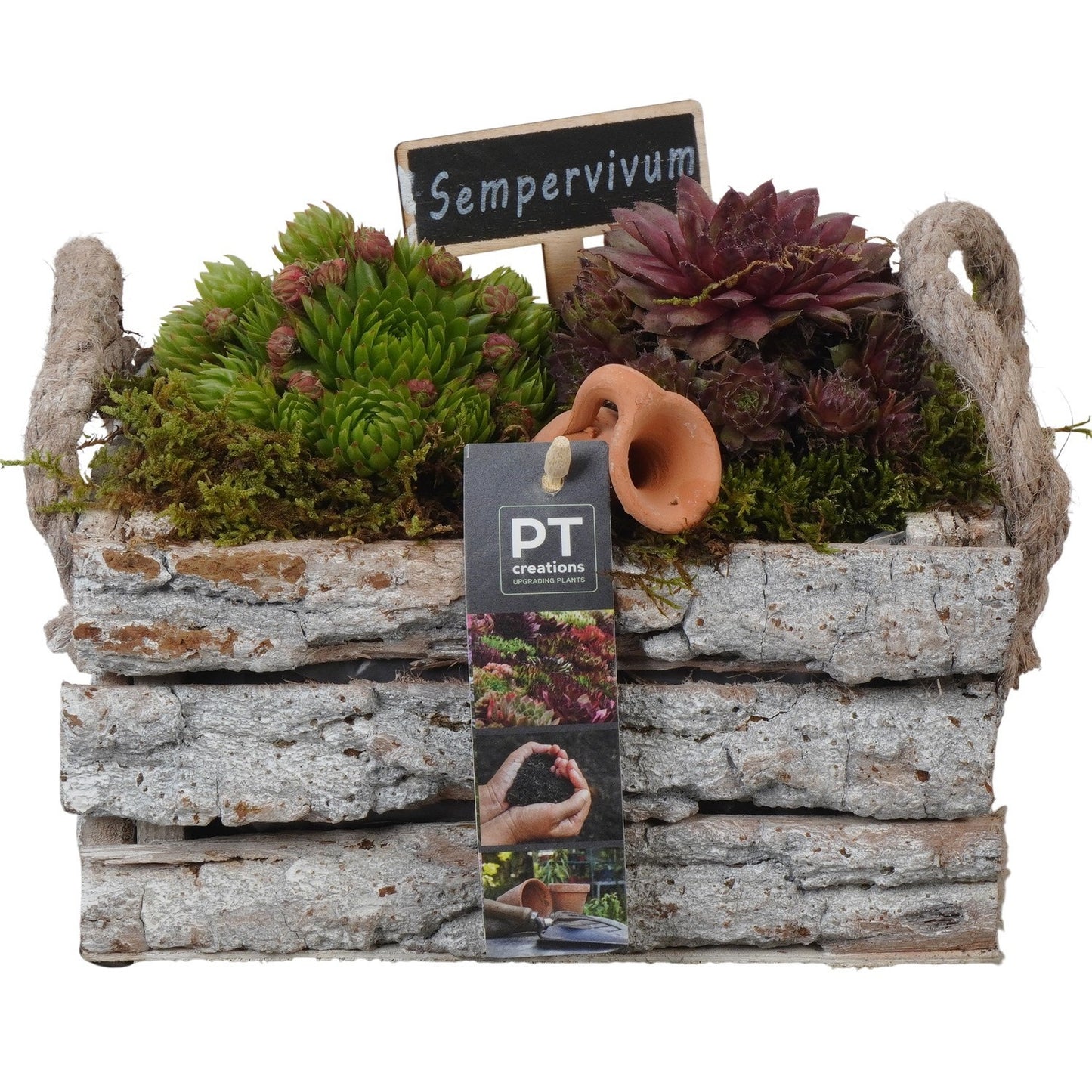 arr. Sempervivum 17cm 20cm Pot