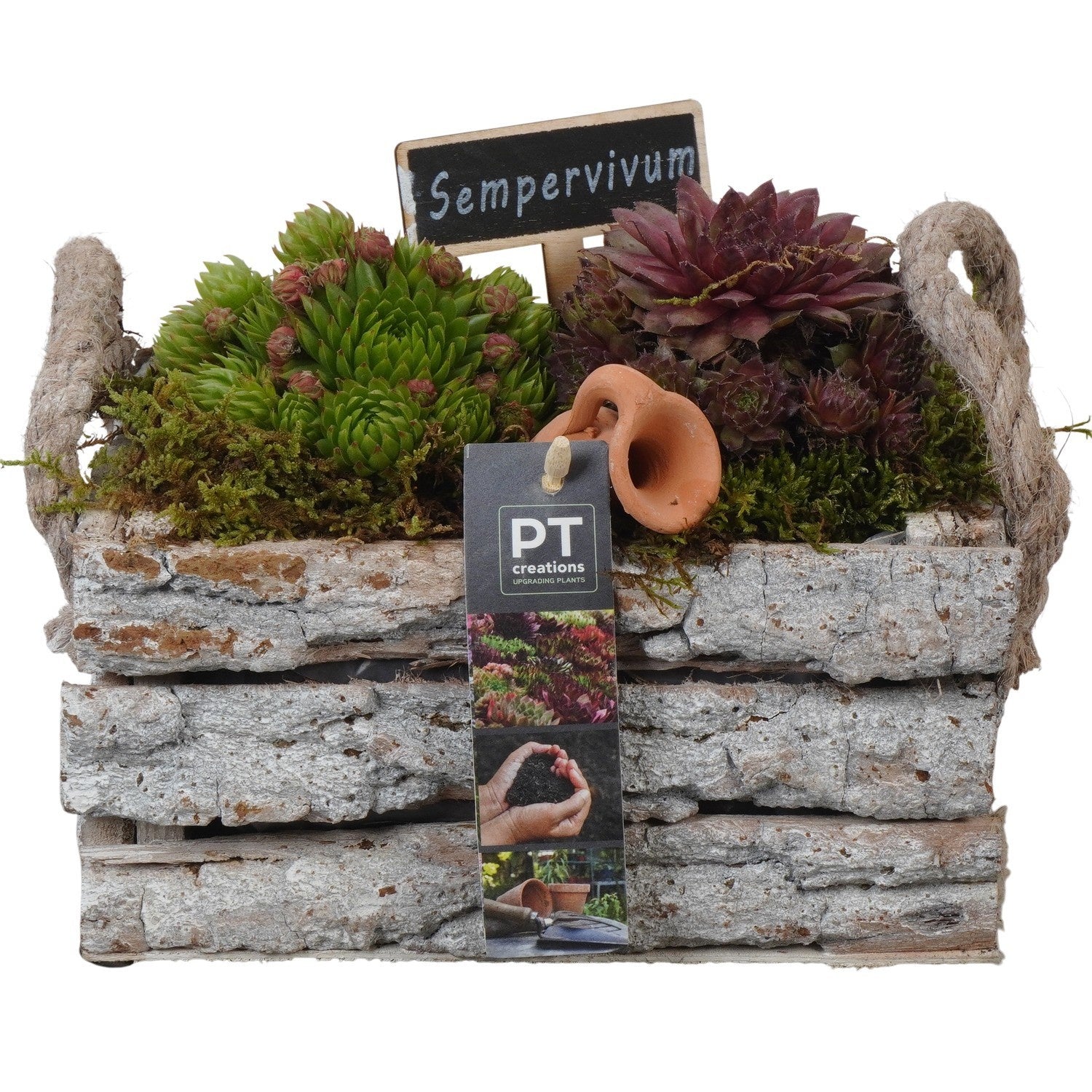 arr. Sempervivum 17cm 20cm Pot