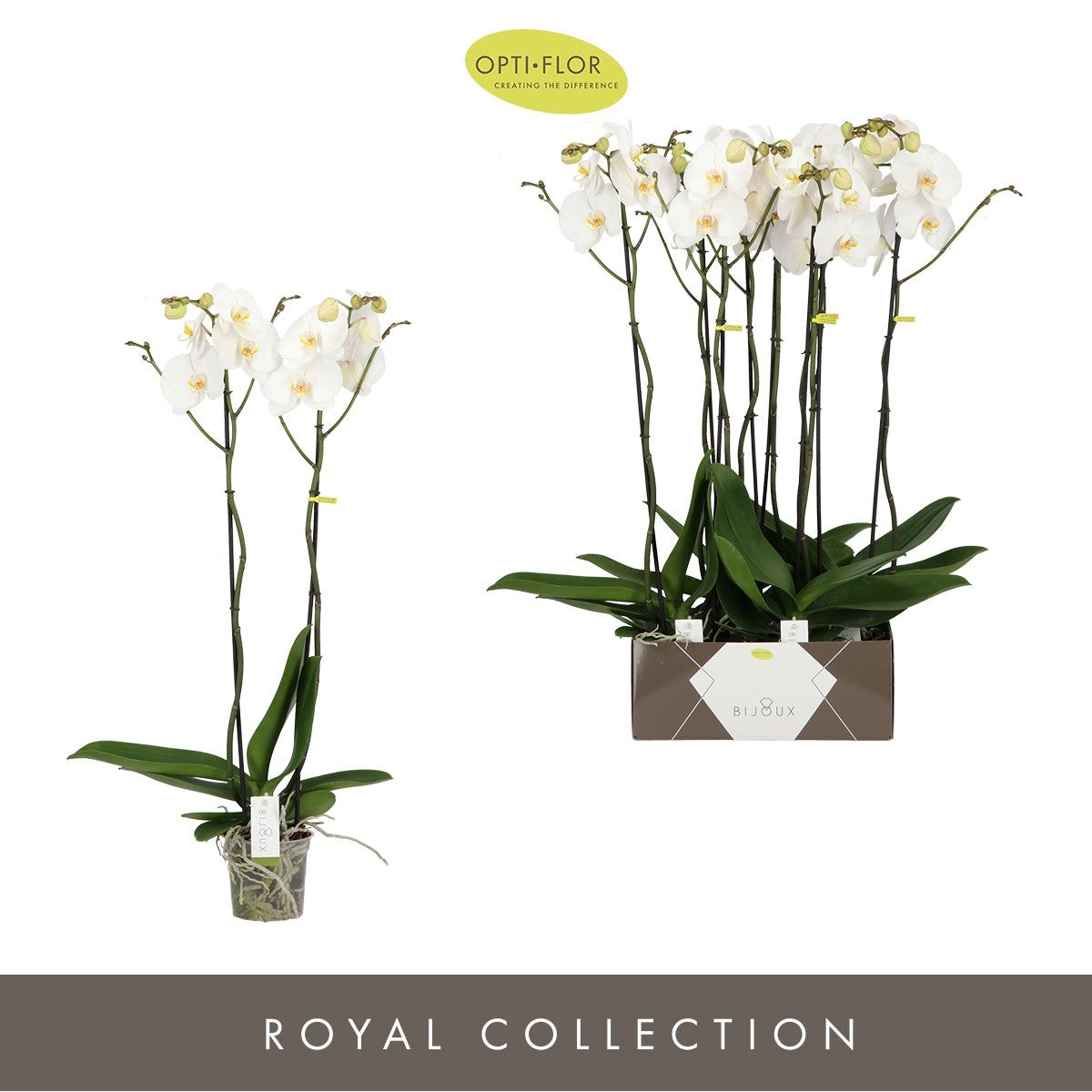 Phalaenopsis Moonstone 90cm 15cm Pot