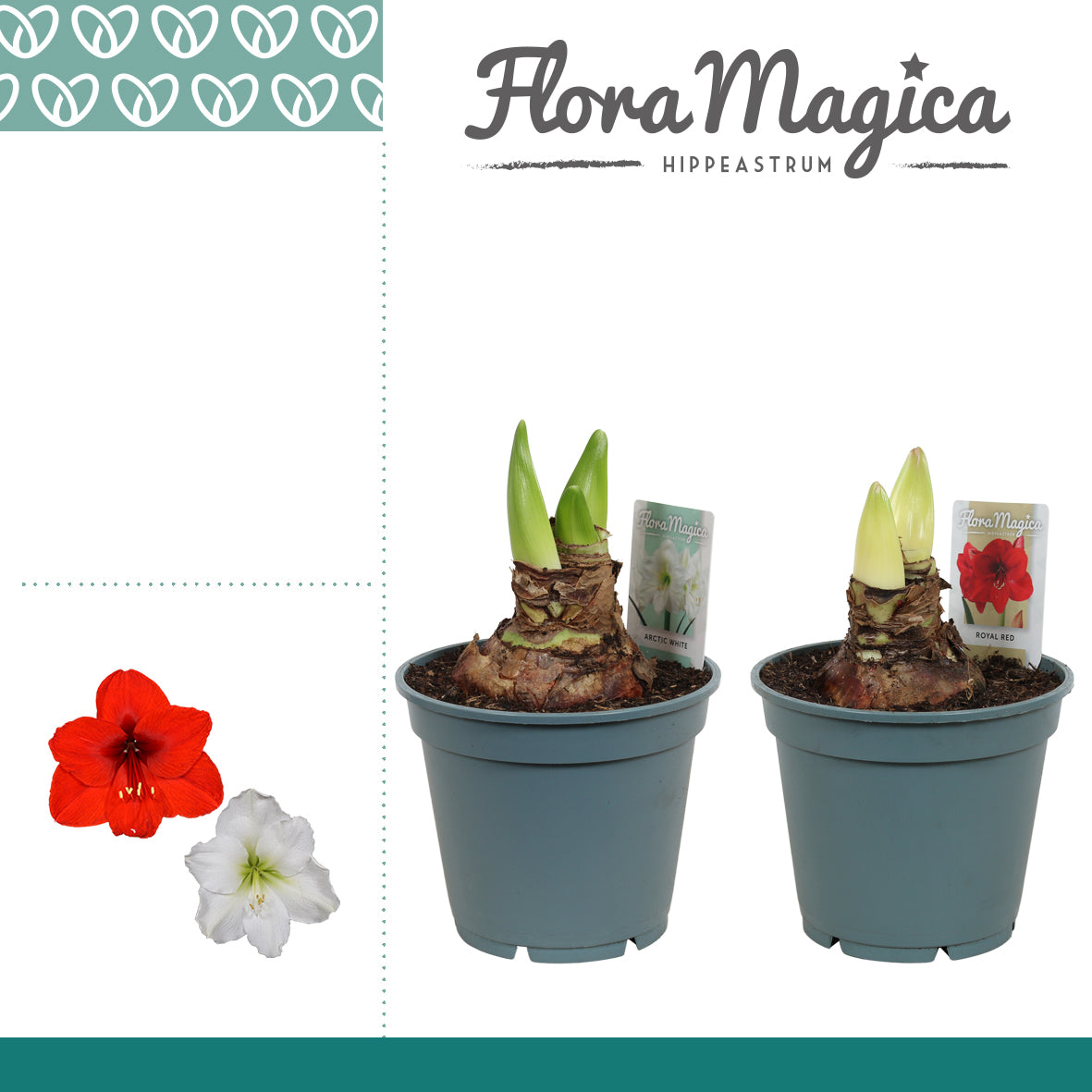 Hippeastrum Hybrid 30cm 17cm Pot