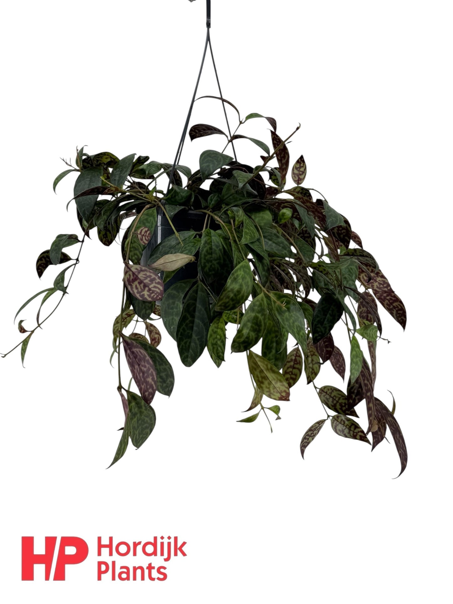 Aeschynanthus marmoratus Hanging Basket 55cm 15cm Pot