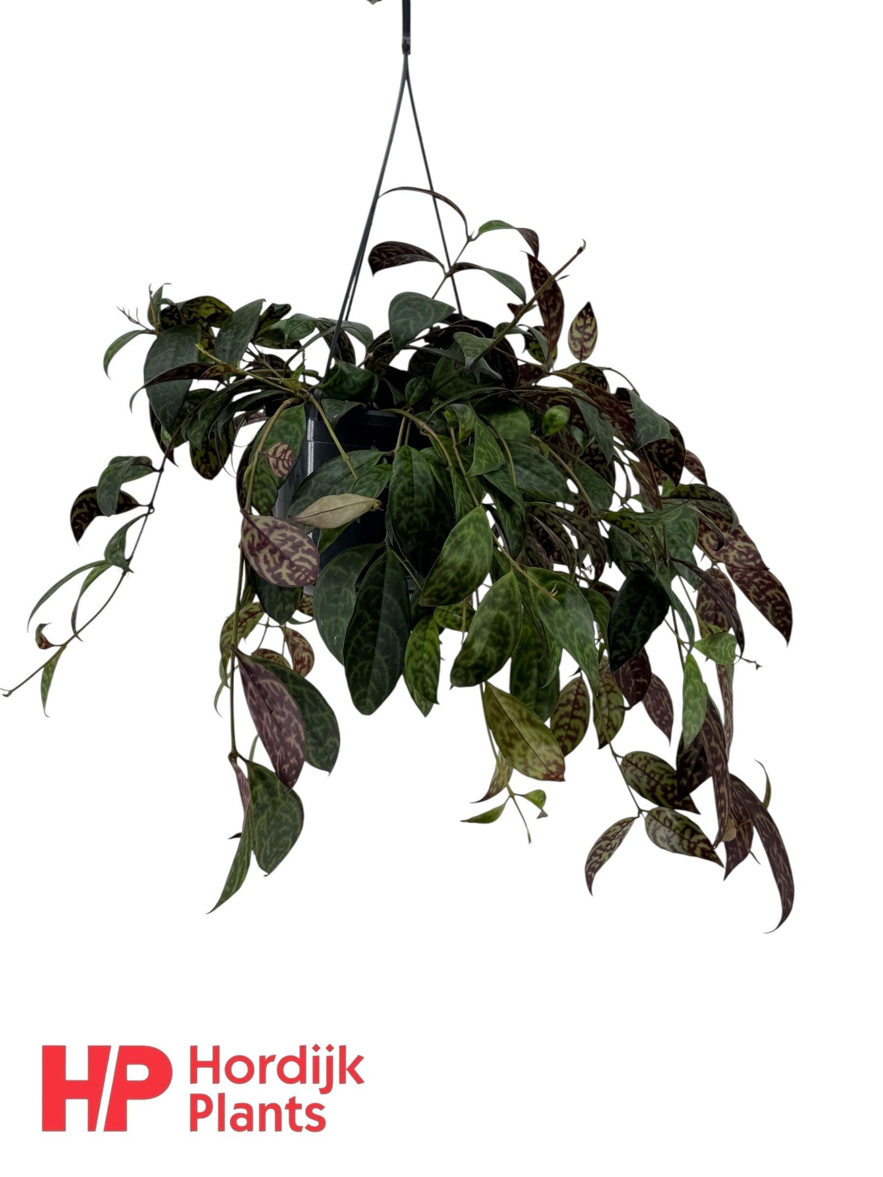 Aeschynanthus marmoratus Hanging Basket 55cm 15cm Pot