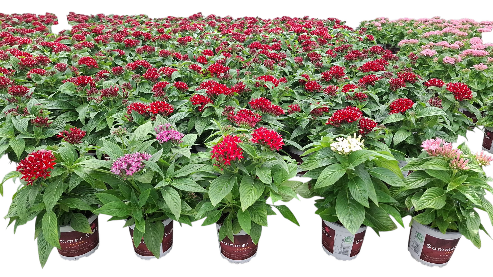 Pentas Graffiti mix 28cm 12cm Pot