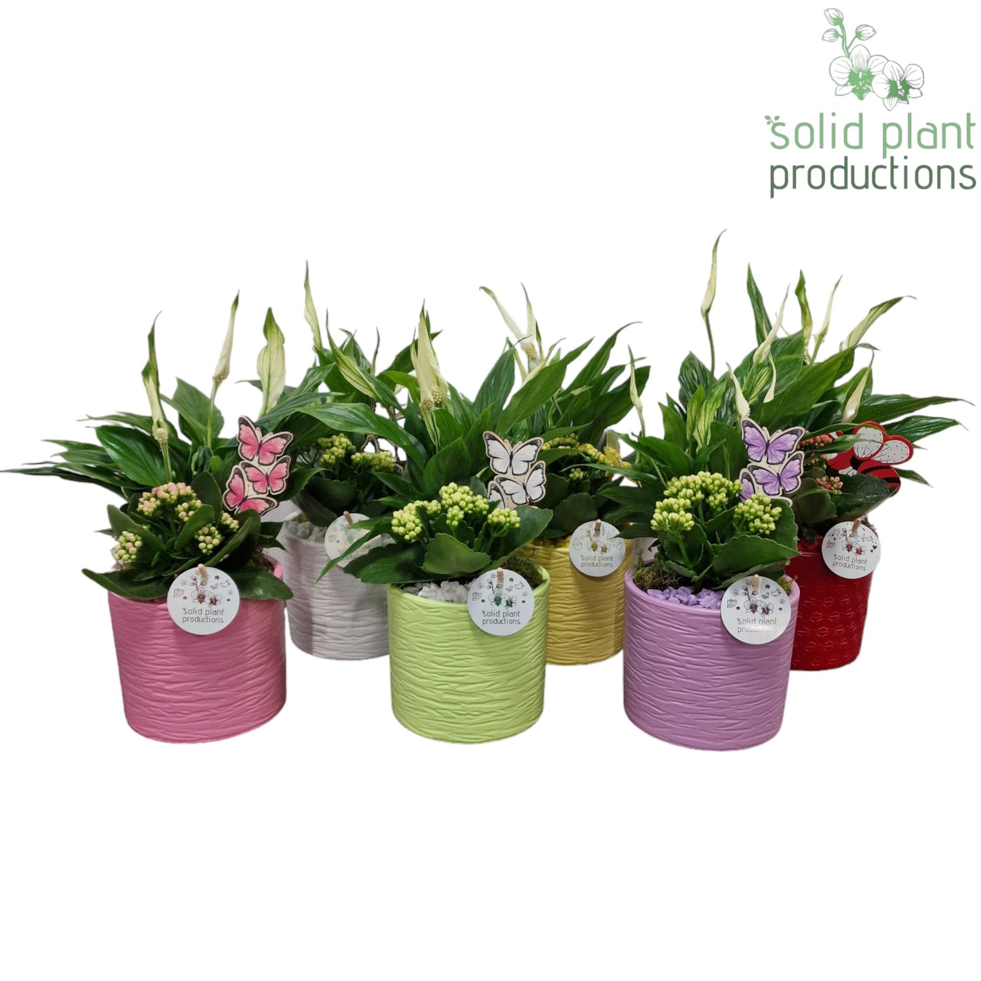 SP001 Amy Actie Mix 38cm 13cm Pot
