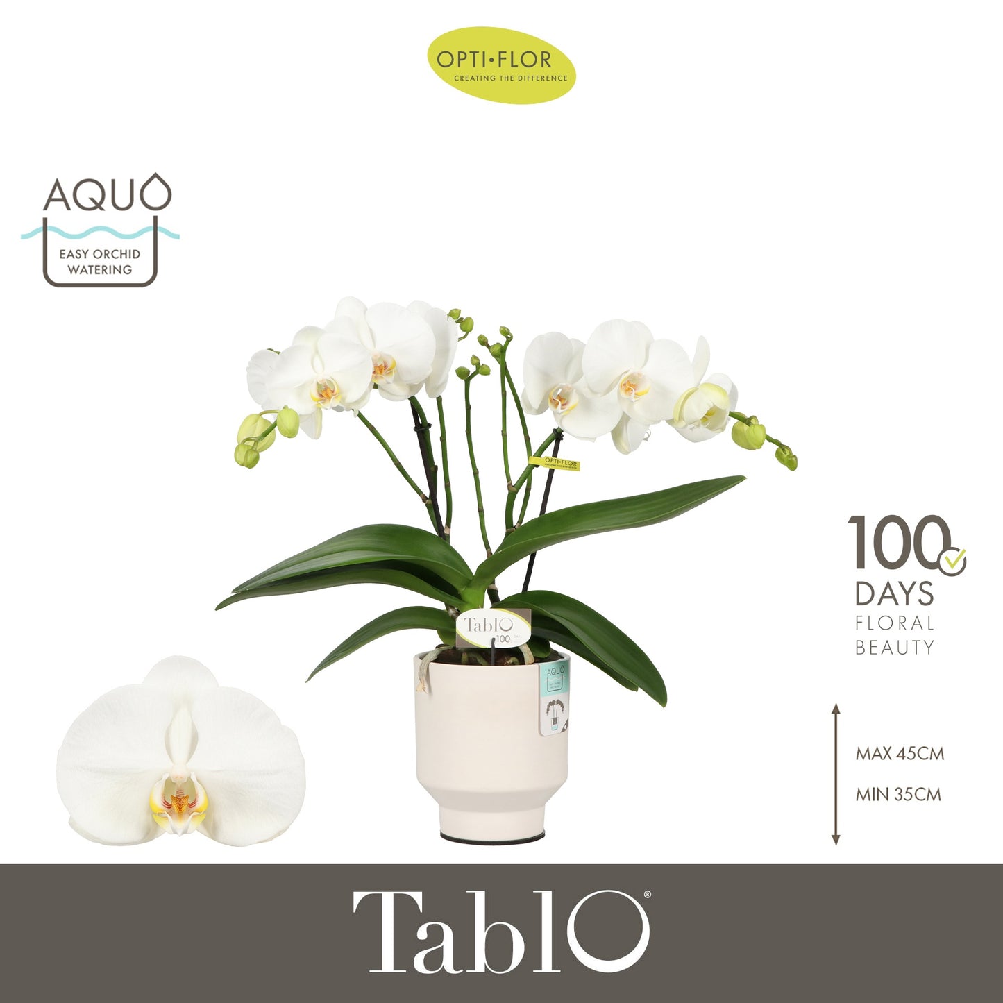 Phalaenopsis white 40cm 12cm Pot