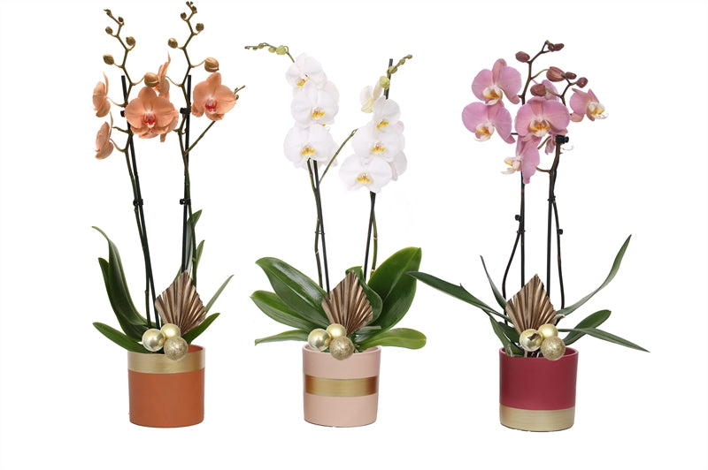 Phalaenopsis mix 55cm 12cm Pot