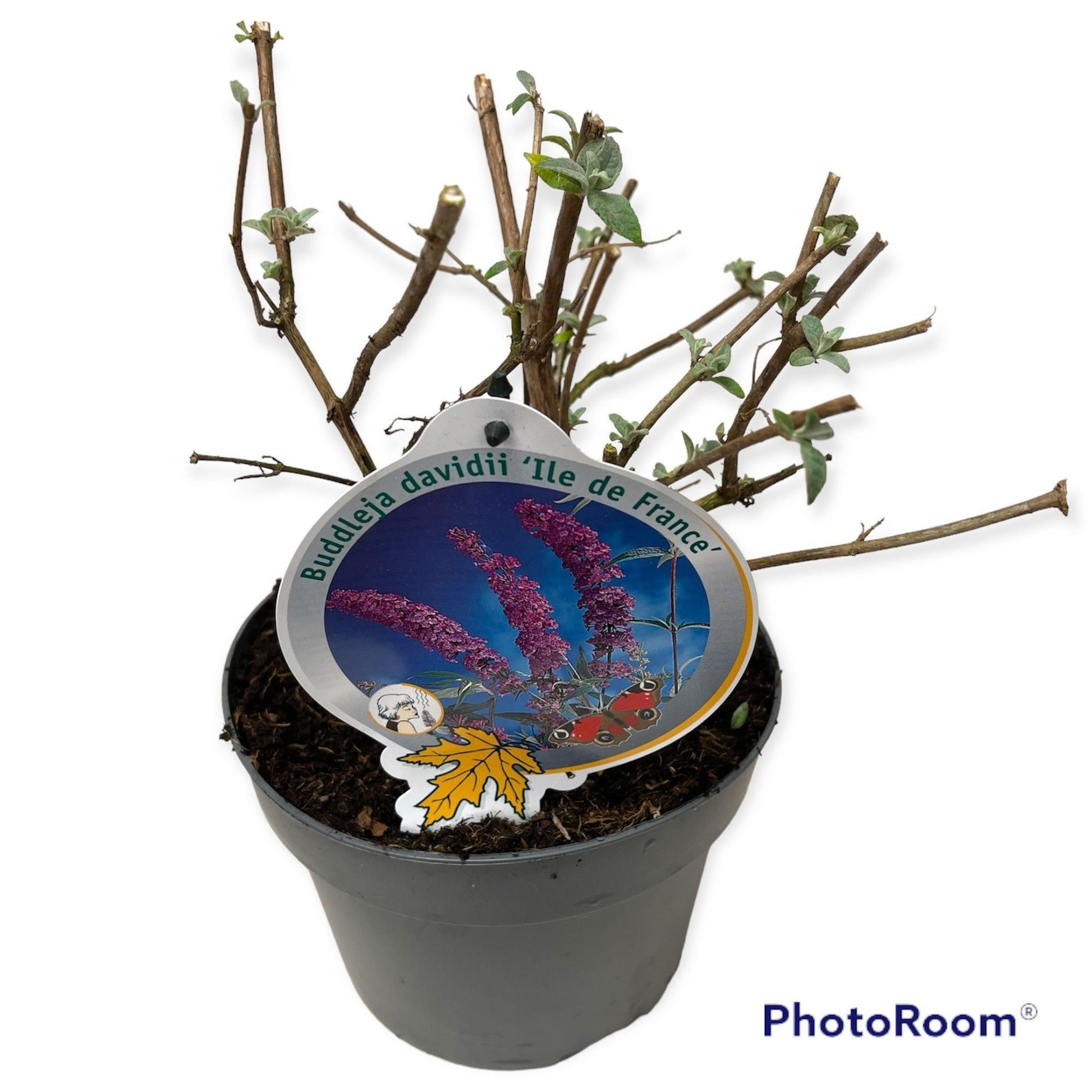 Buddleja davidii Ile de France 50cm 19cm Pot