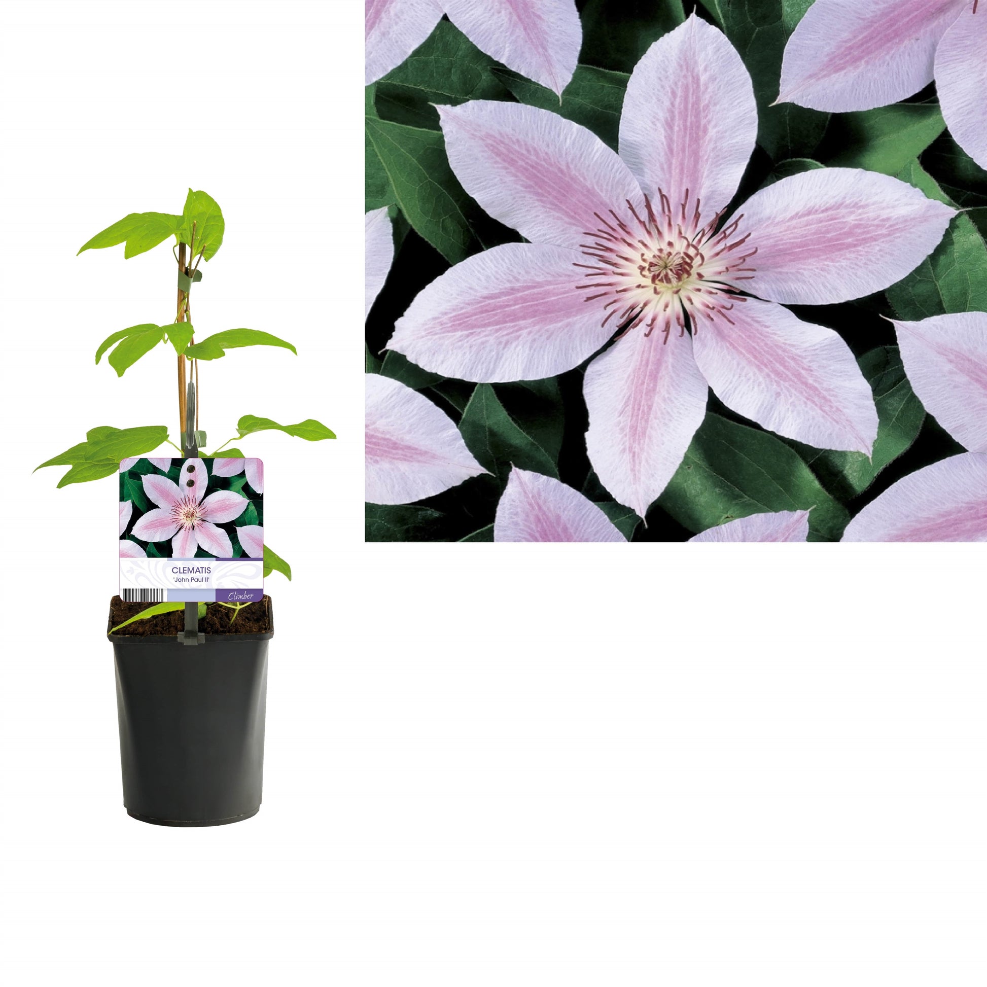 Clematis jac. Jan Pawel II 40cm 11cm Pot