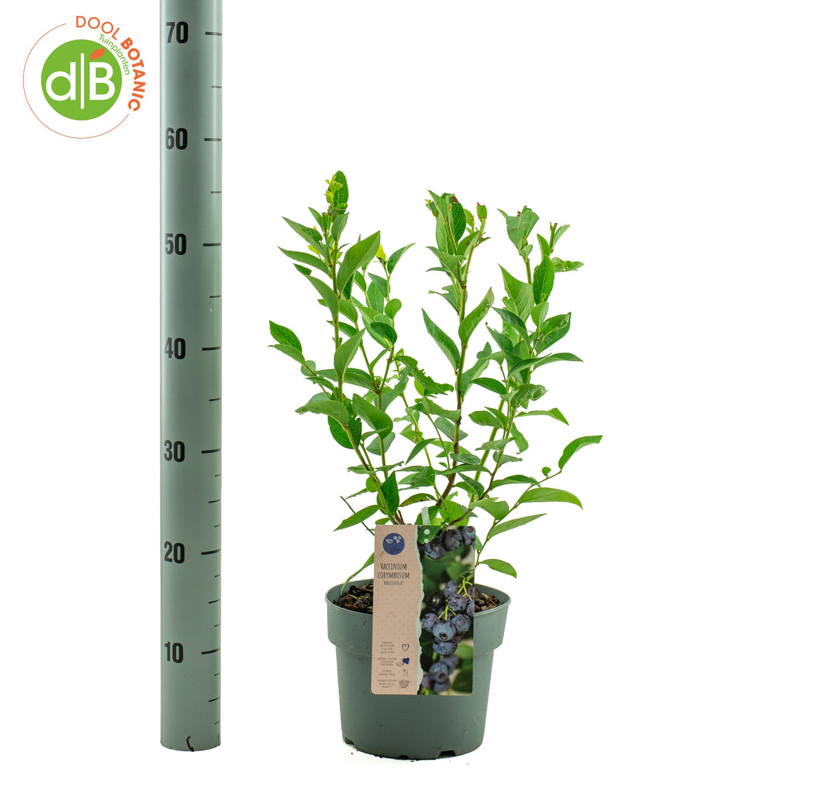 Vaccinium corymbosum ("Blueberry") 40cm 19cm Pot