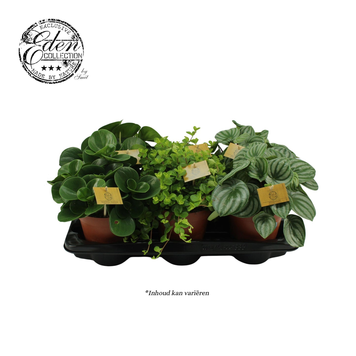 Peperomia mix 25cm 15cm Pot