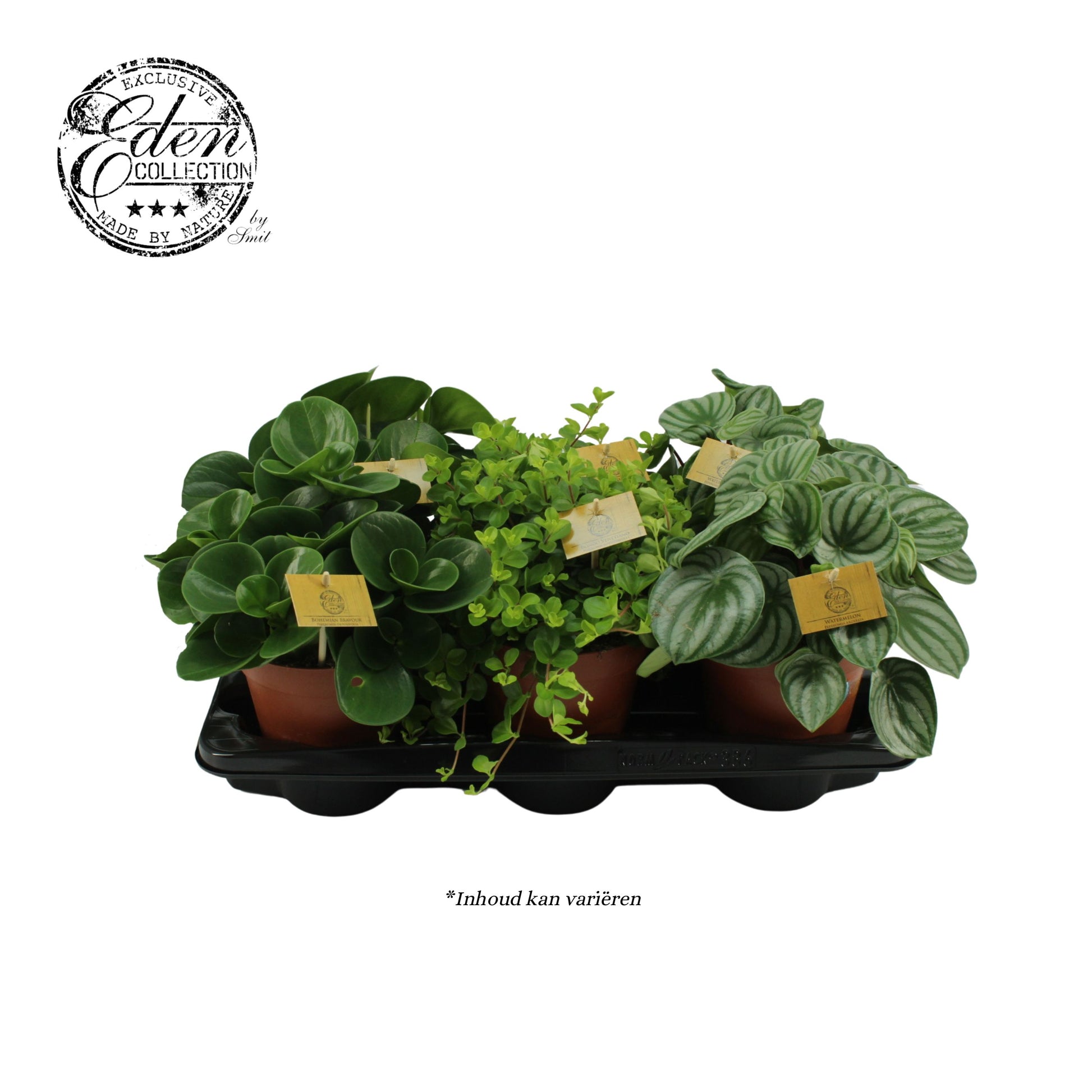 Peperomia mix 25cm 15cm Pot