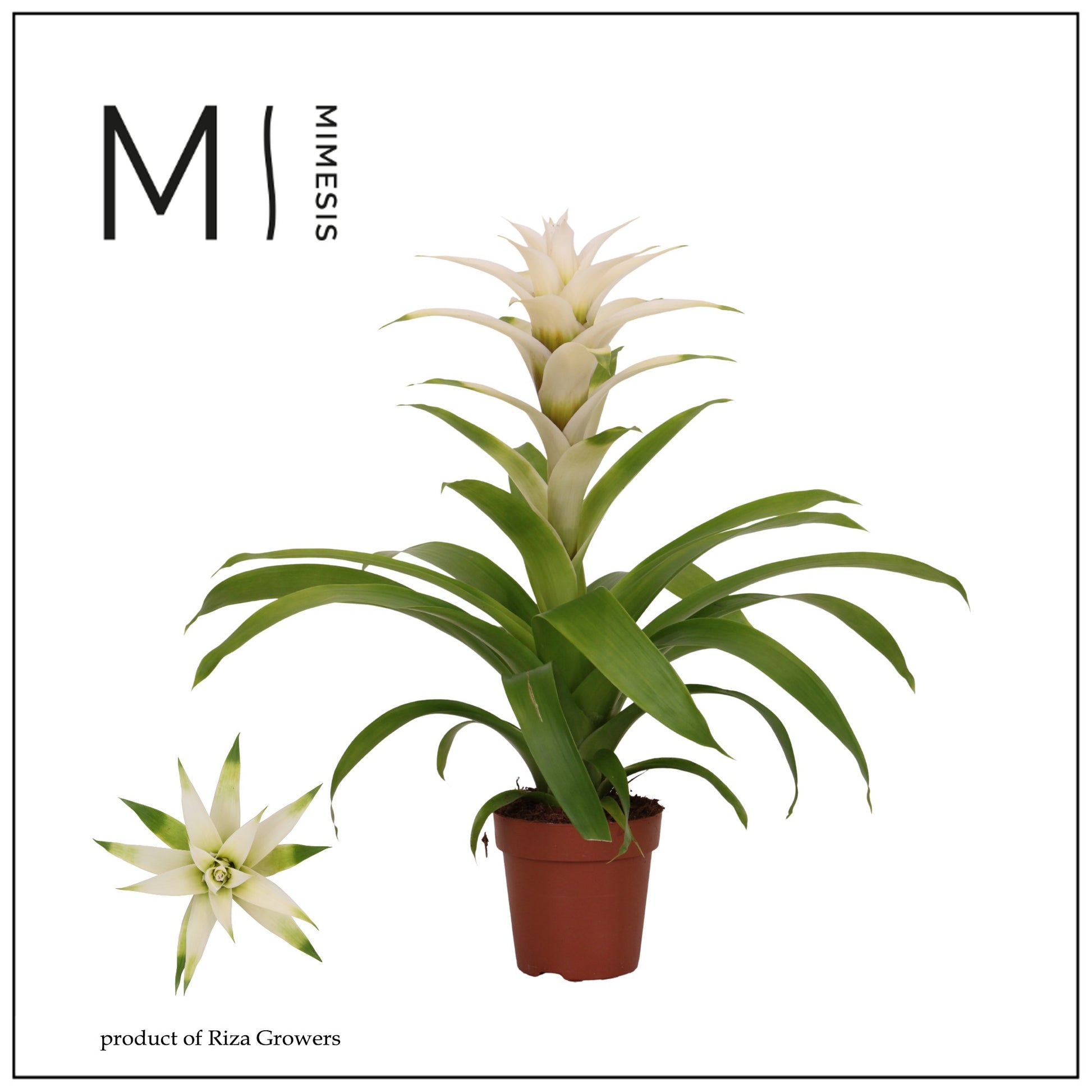 Guzmania Suerte White 48cm 12cm Pot