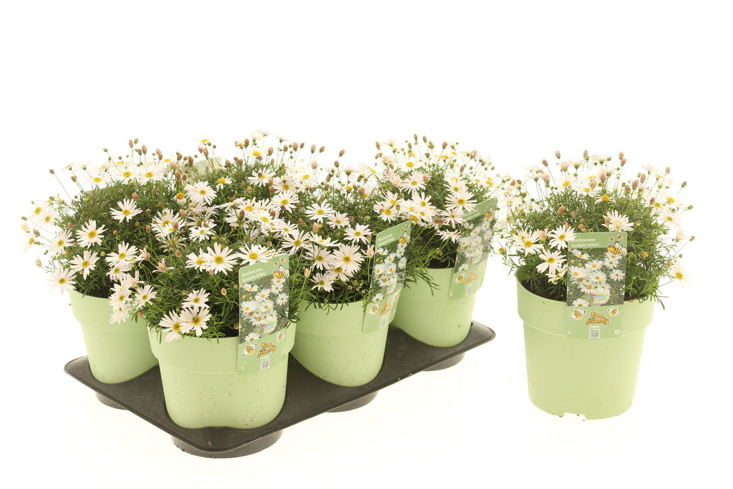 Brachicome (weiss) 25cm 15cm Pot