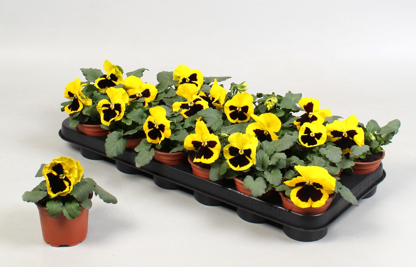 Viola Colossus Yellow with Blotch 15cm 9cm Pot