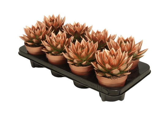 Echeveria Brown Rose 15cm 12cm Pot