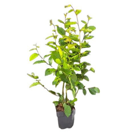 Carpinus betulus 60cm 17cm Pot