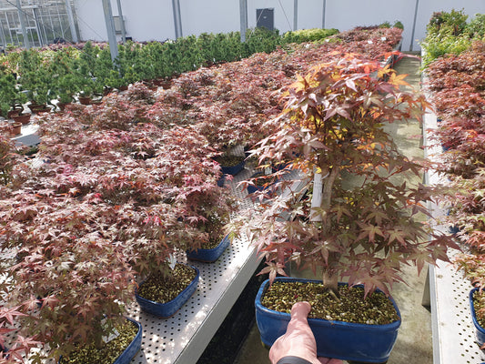 Acer Deshojo 40cm 22cm Pot