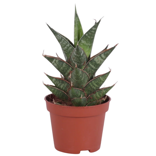 Sansevieria 15cm 6cm Pot