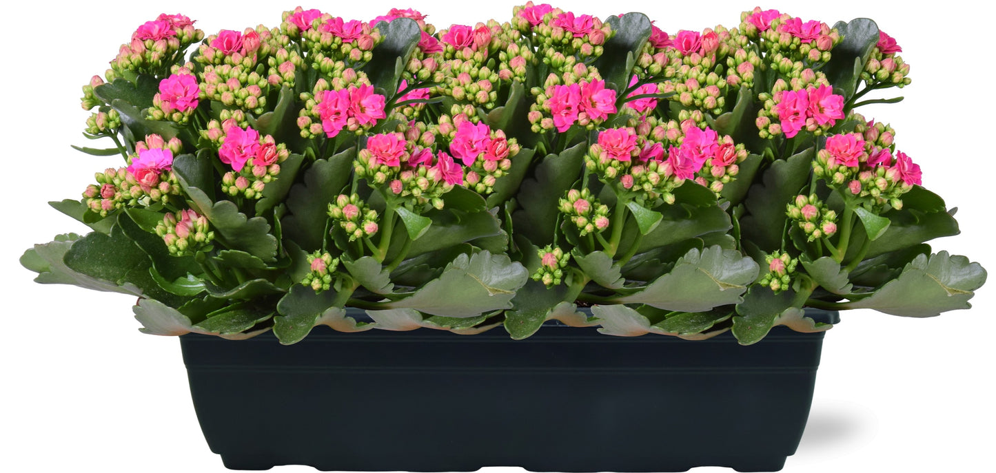 Kalanchoe Perfecta Purple 25cm 40cm Pot