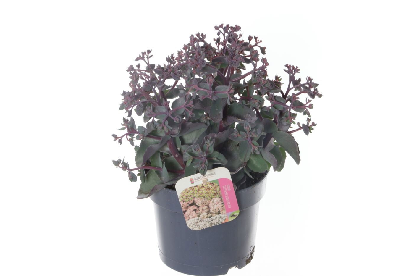 Sedum Seduction Rosé Soirée 35cm 17cm Pot