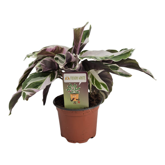 Tass BV, Kwekerij Calathea Fusion White Pack of 9