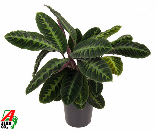 Calathea Warscewiczii 100cm 24cm Pot