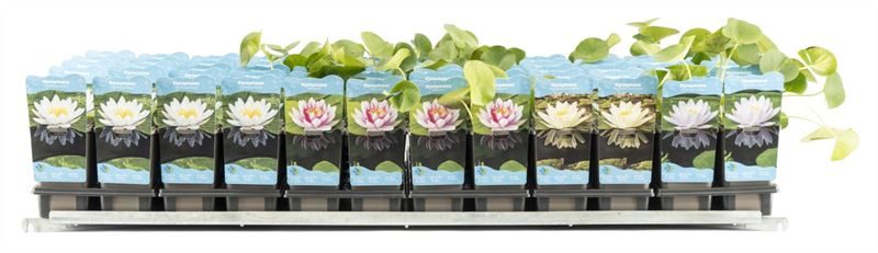 Nymphaea Hybrid 22cm 11cm Pot