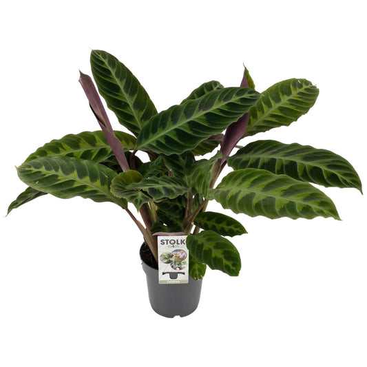 calathea-warscewiczii-60cm-17cm-pot