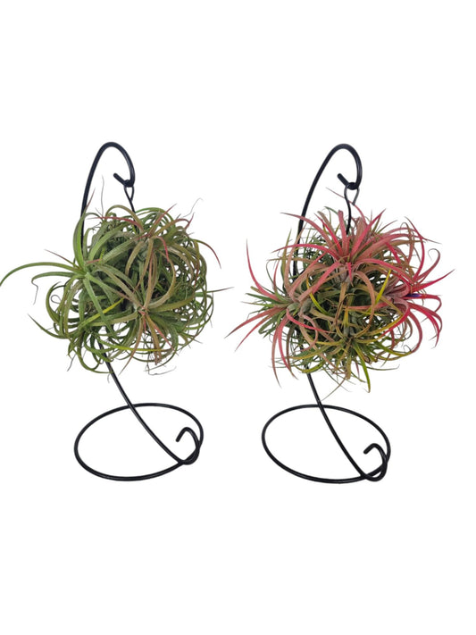 Tillandsia cyanea 20cm 12cm Pot