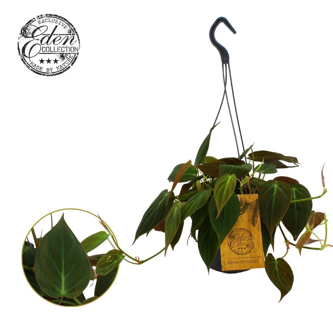 Philodendron scandens 40cm 15cm Pot