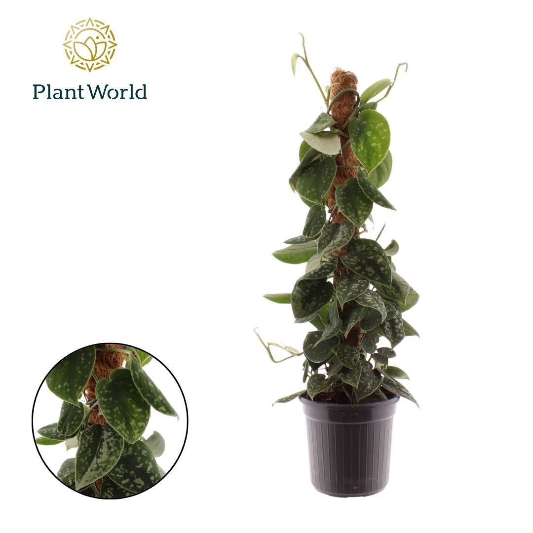 Scindapsus Argyraeus 60cm 16cm Pot