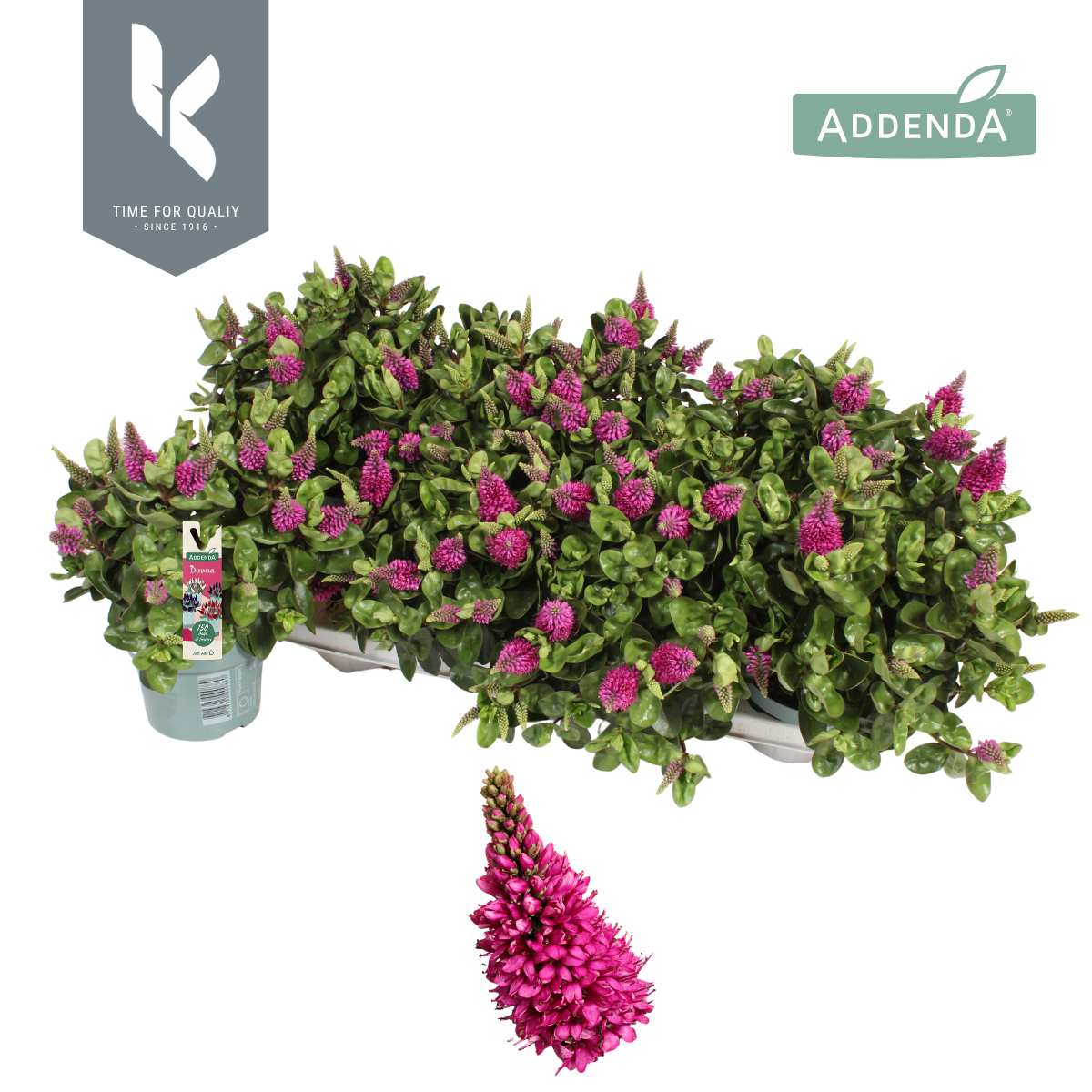 Kuivenhoven, R.C. Hebe Hebedonna Alina Pack of 8
