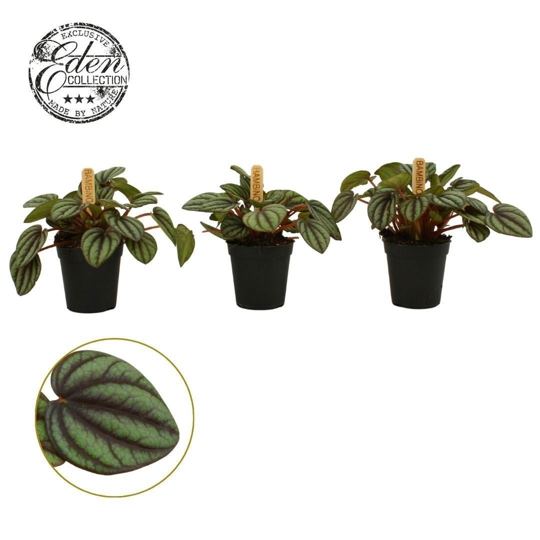Peperomia Piccolo Banda 10cm 505cm Pot