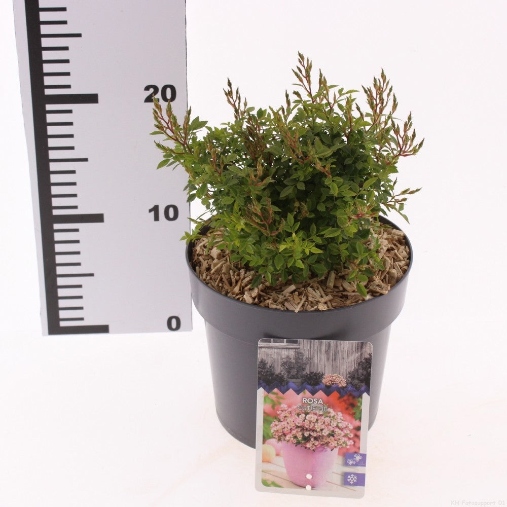 Roses mix 15cm 17cm Pot
