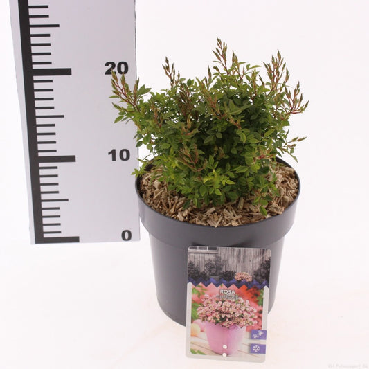 Roses mix 15cm 17cm Pot