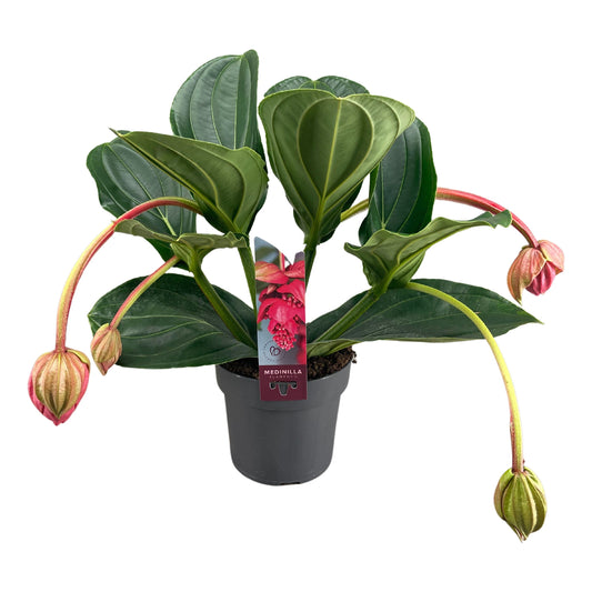 Medinilla Flamenco 40cm 17cm Pot