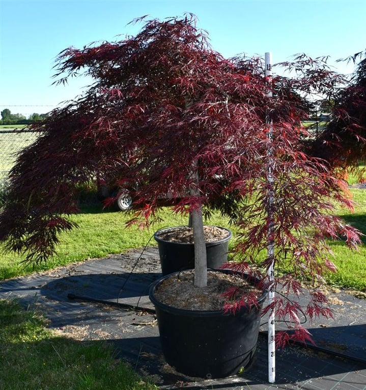 Acer palmatum mix 190cm 80cm Pot
