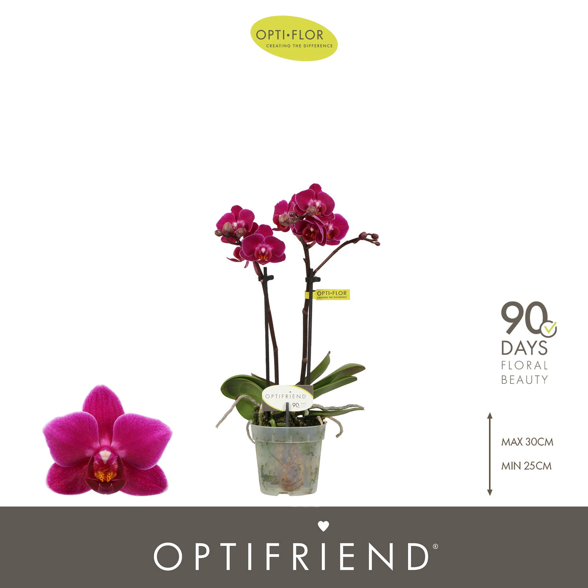 Phalaenopsis Purple 25cm 7cm Pot