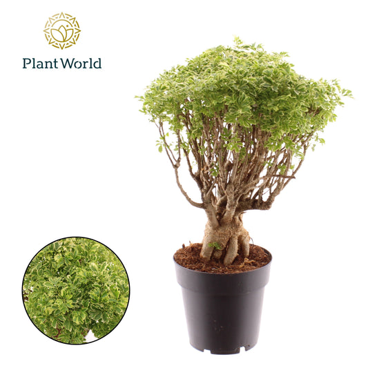 Polyscias Hawaiiana Ming Gold Bonsai 40cm 14cm Pot