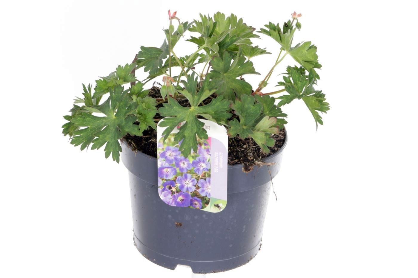 Geranium Rozanne (Hardy) 25cm 17cm Pot