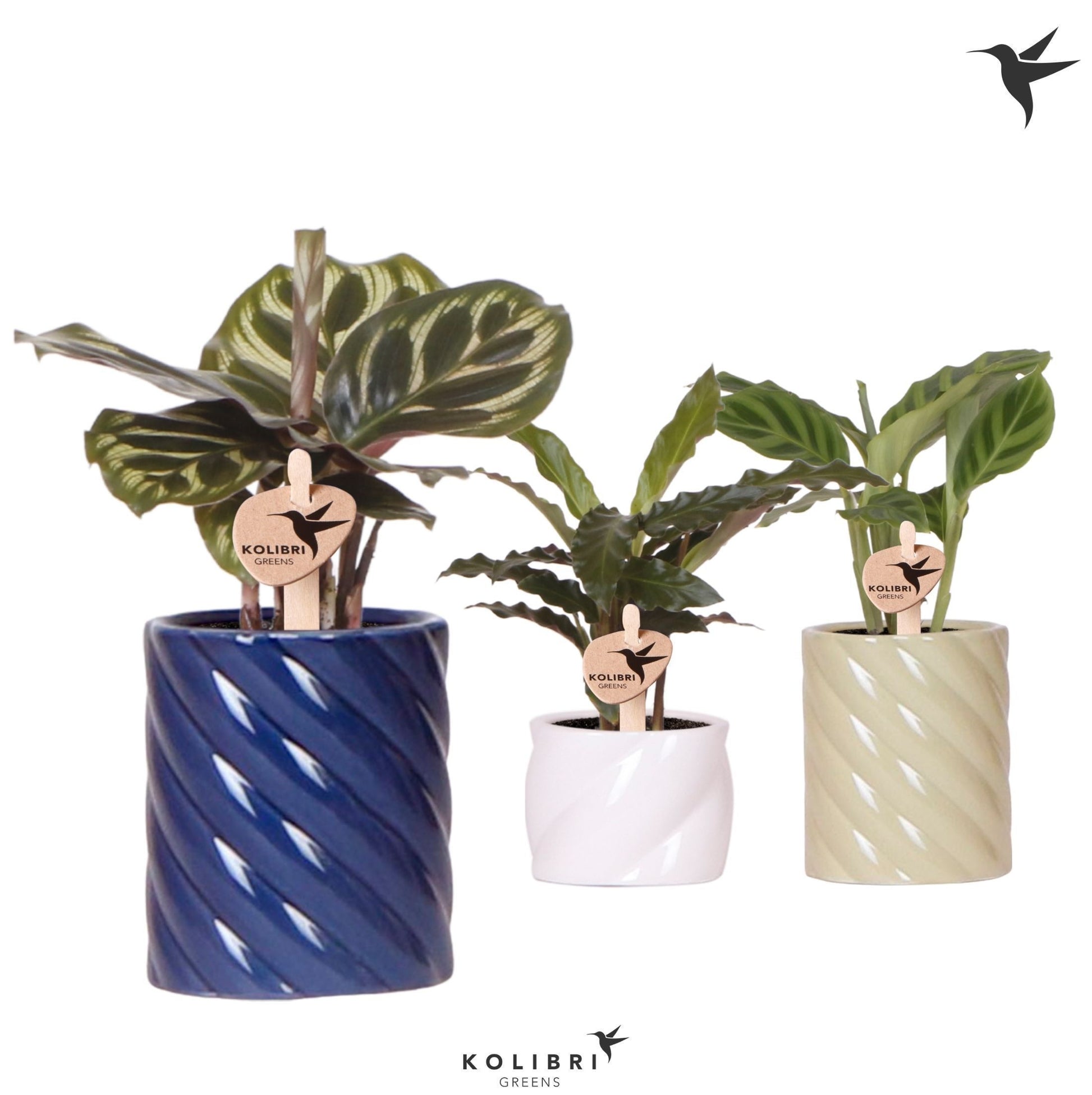 Calathea mix 22cm 6cm Pot
