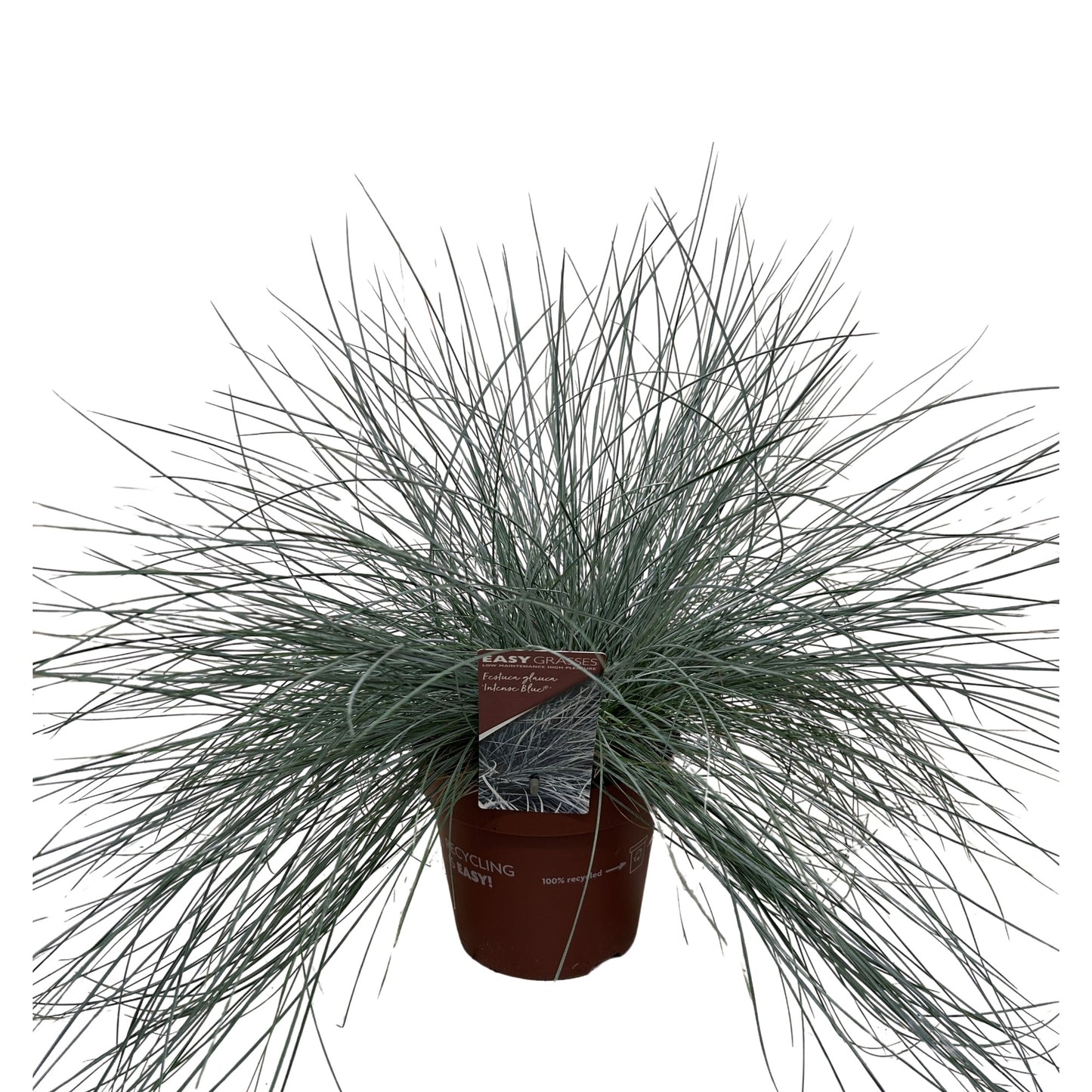 Allure Tuinplanten BV i.o. Festuca Intense Blue Pack of 6