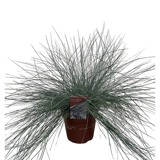 Festuca Intense Blue 30cm 17cm Pot