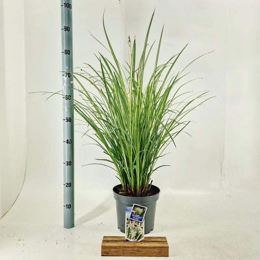 Chlorophytum sau. Starlight 80cm 23cm Pot